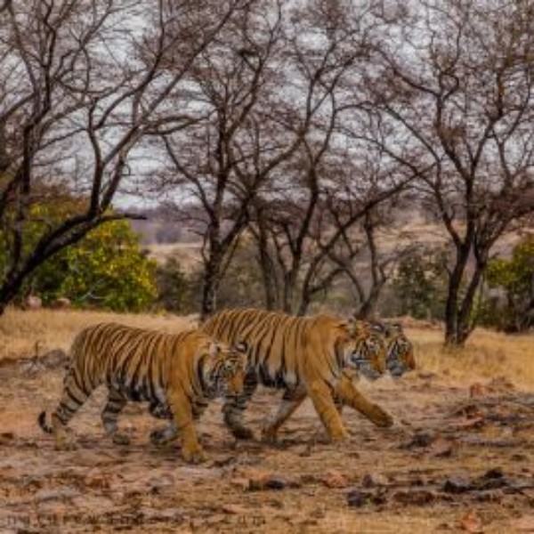 Ranthambore Wildlife 01
