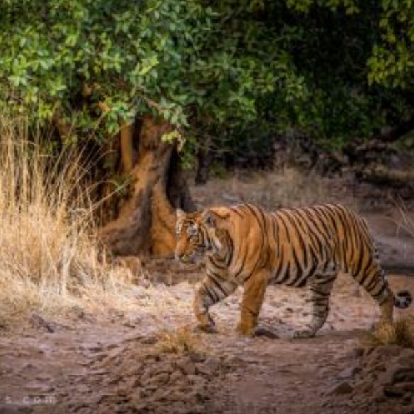 Ranthambore Wildlife 02