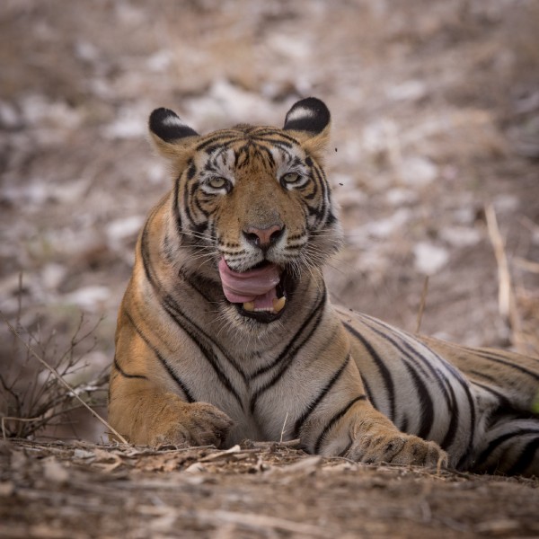 Ranthambore Wildlife 03
