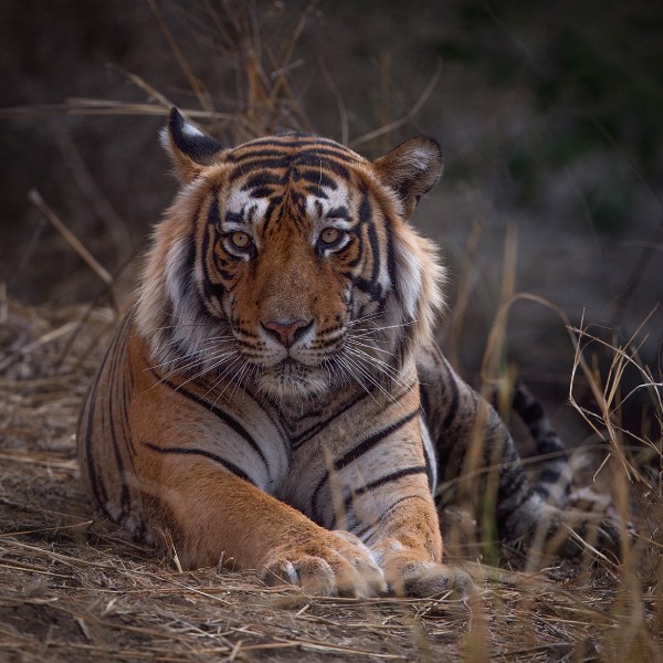 Ranthambore Wildlife 04