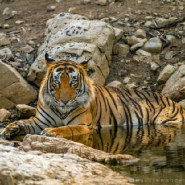 Ranthambore Wildlife 06