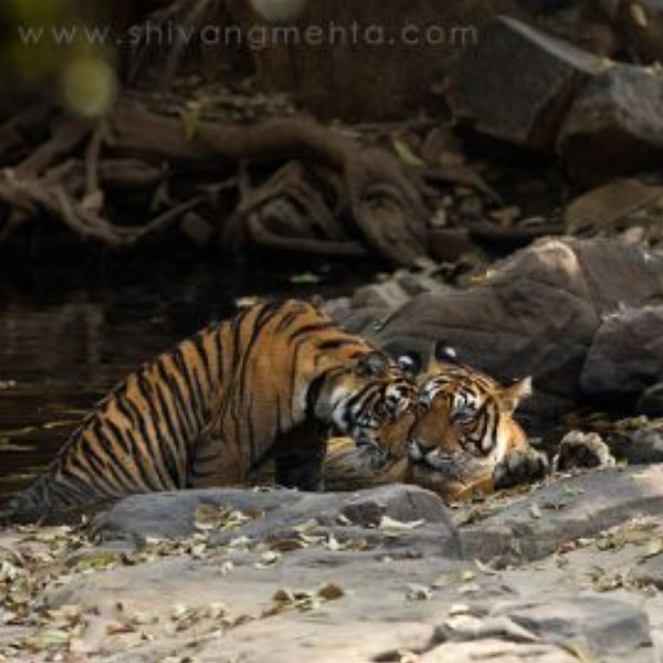 Ranthambore Wildlife 07