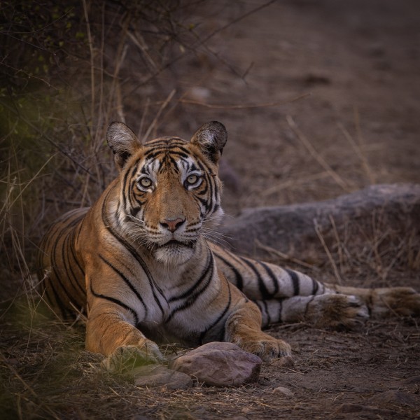 Ranthambore Wildlife 08