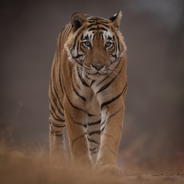 Ranthambore Wildlife 13