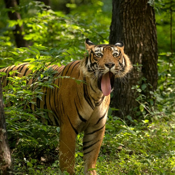 Ranthambore Wildlife 14