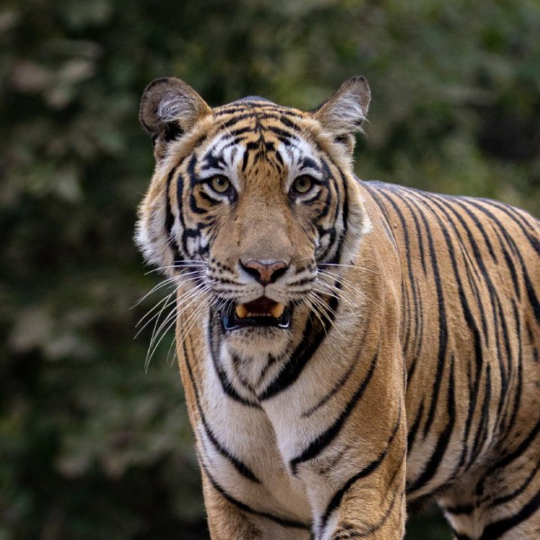 Ranthambore Wildlife 15