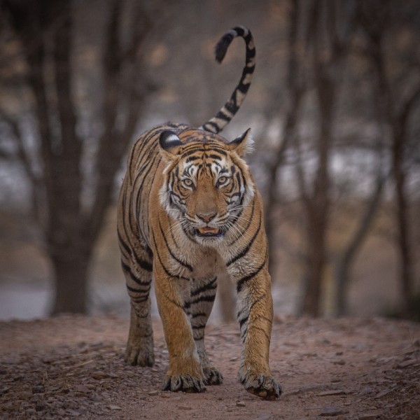Ranthambore Wildlife 16