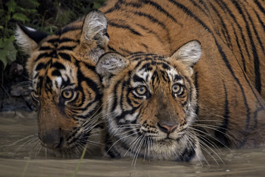 Ranthambore Wildlife 17