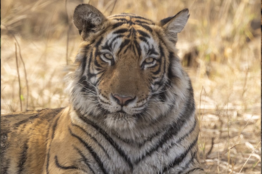 Ranthambore Wildlife 18