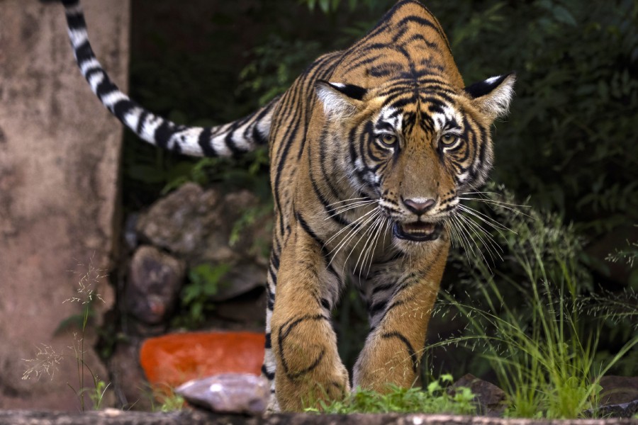 Ranthambore Wildlife 19