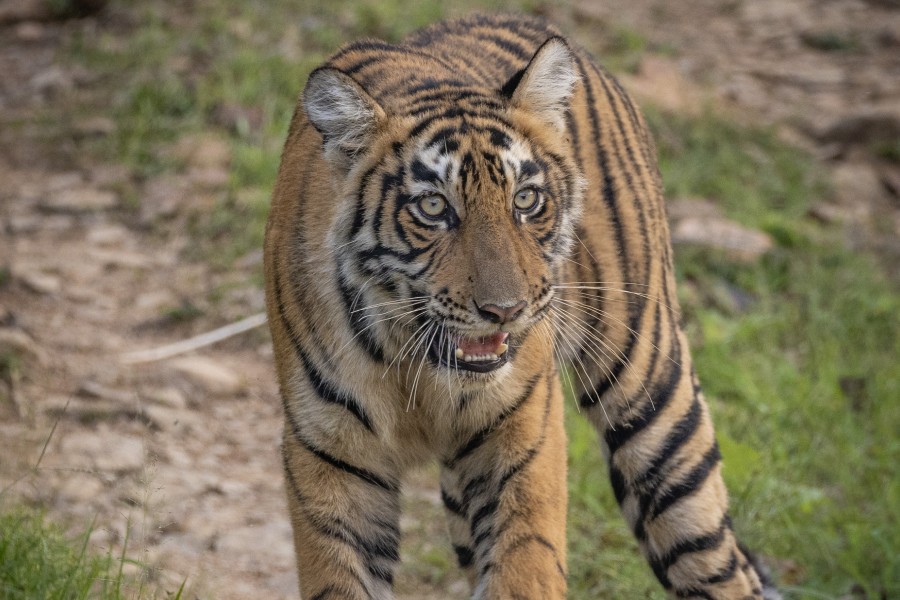 Ranthambore Wildlife 20