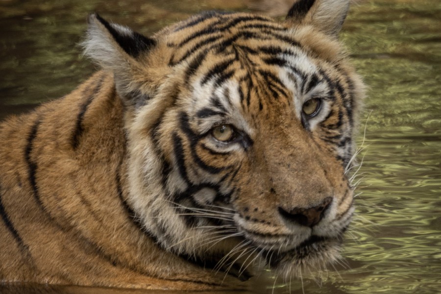 Ranthambore Wildlife 21