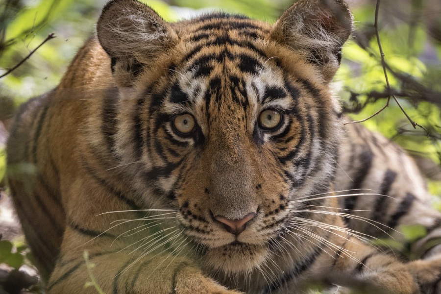 Ranthambore Wildlife 22