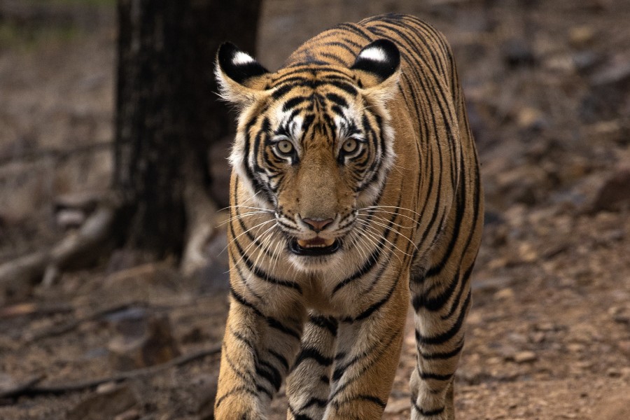 Ranthambore Wildlife 23