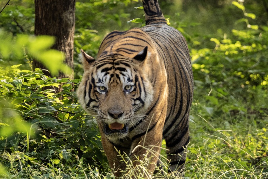Ranthambore Wildlife 24