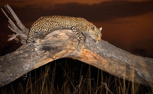 Sabi Sands 01