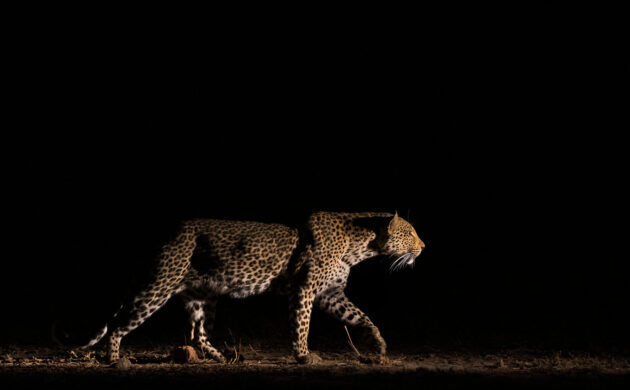 Sabi Sands 02