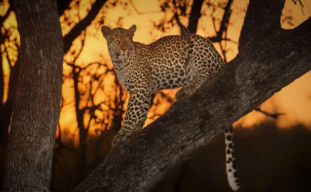Sabi Sands 03