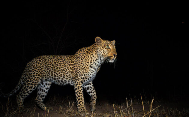Sabi Sands 04