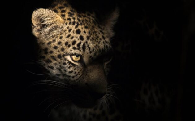 Sabi Sands 05
