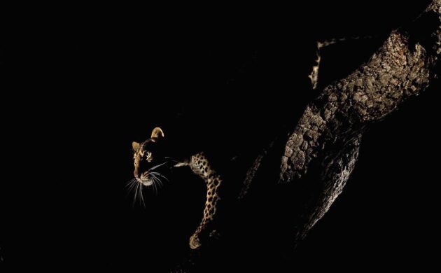 Sabi Sands 06
