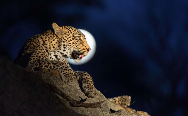 Sabi Sands 07