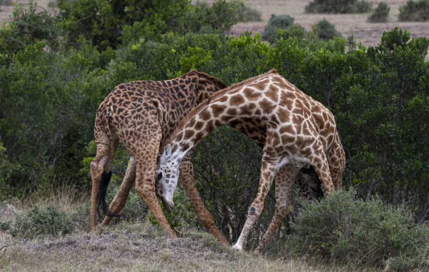 Tanzania-05