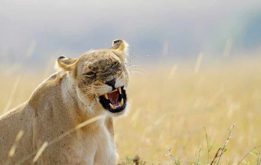 Tanzania-07