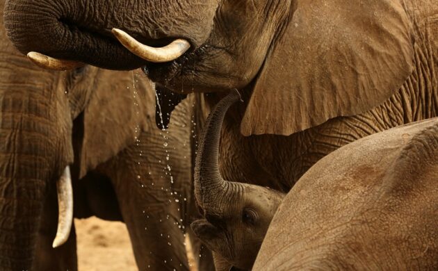 African G01