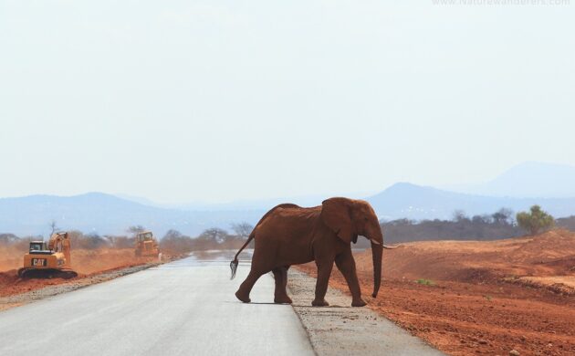 African G05
