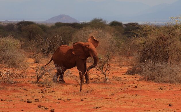 African G06