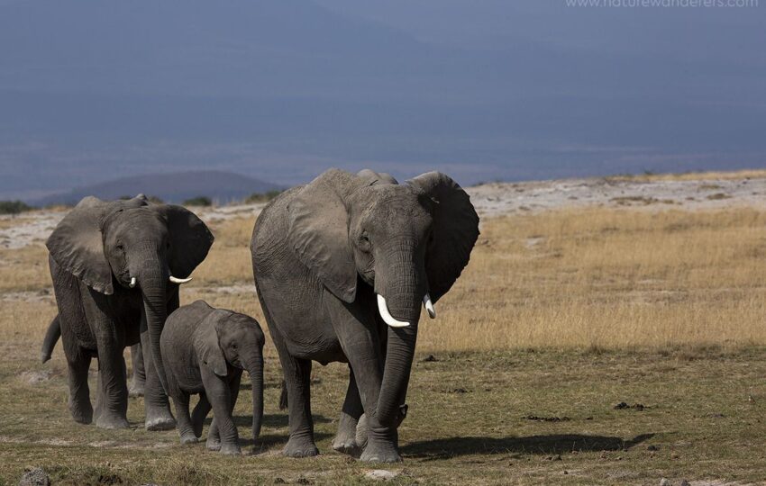 Amboseli-G01