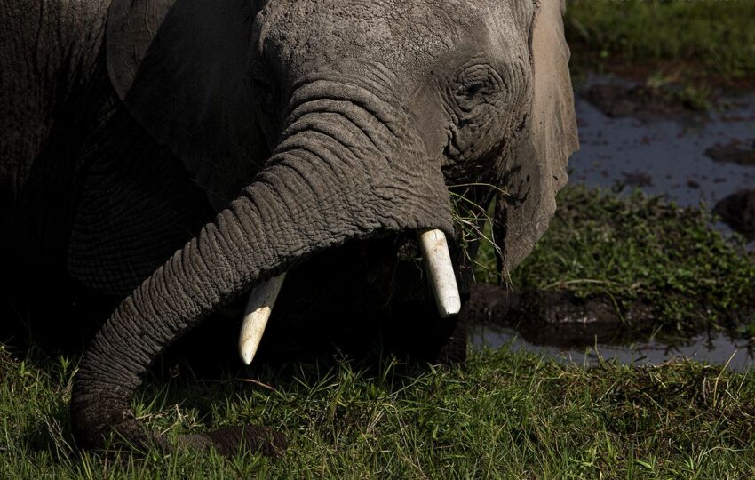 Amboseli-G02