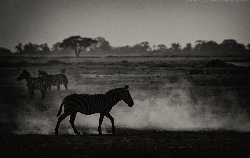 Amboseli-G03