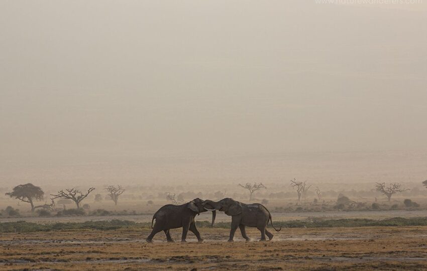 Amboseli-G04
