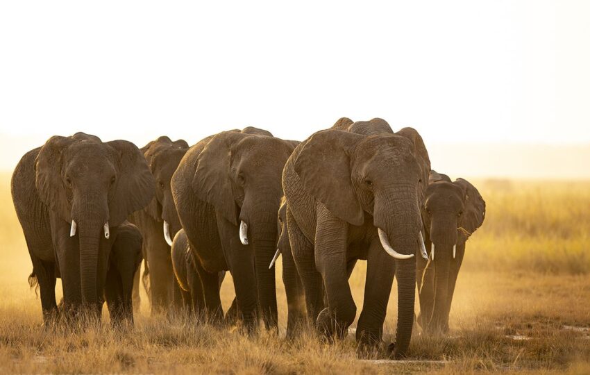 Amboseli-G05