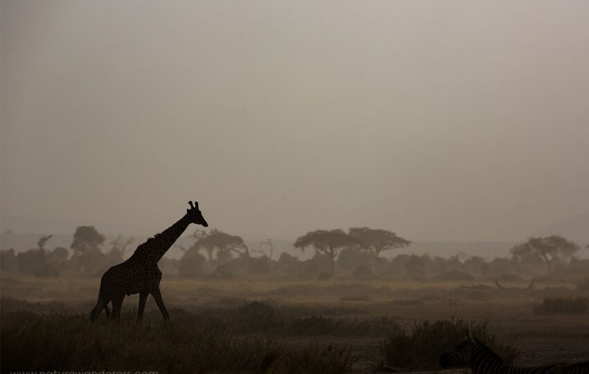 Amboseli-G06