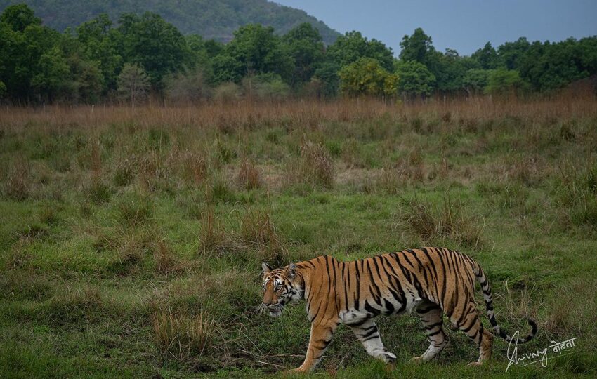 Bandhavgarh-G009