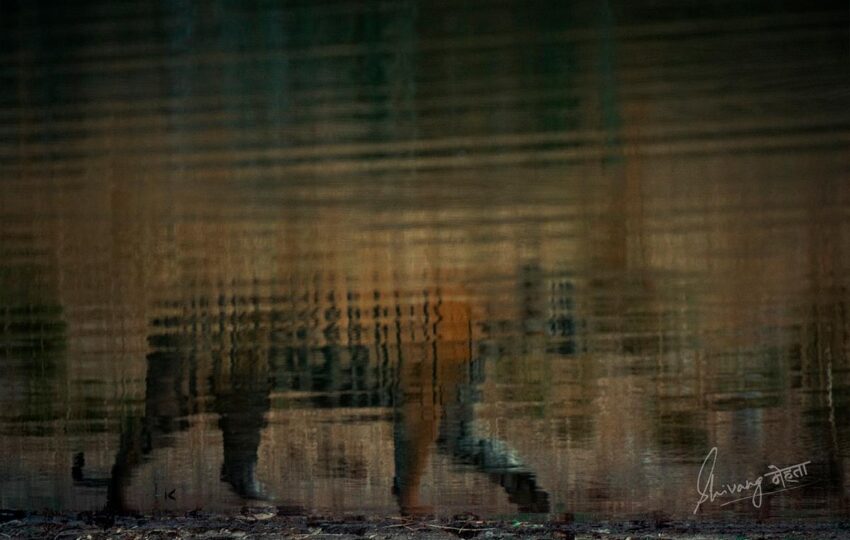 Bandhavgarh-G01