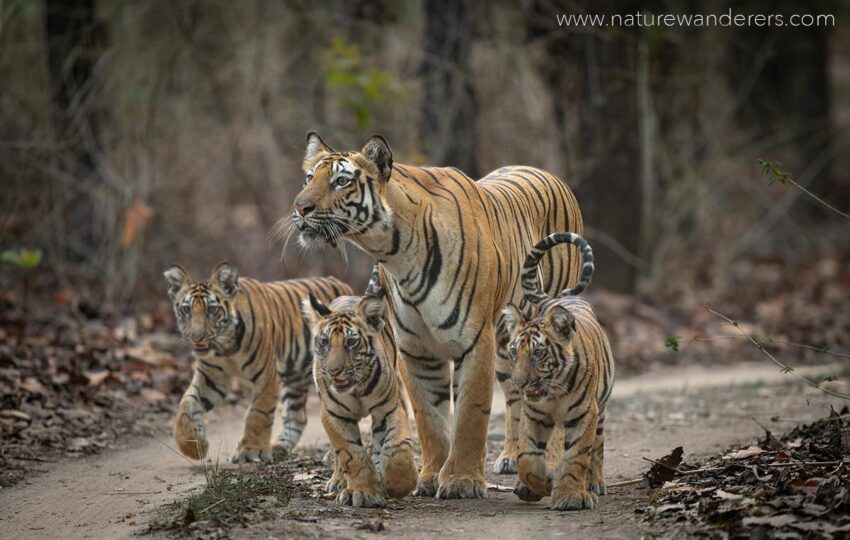 Bandhavgarh-G02