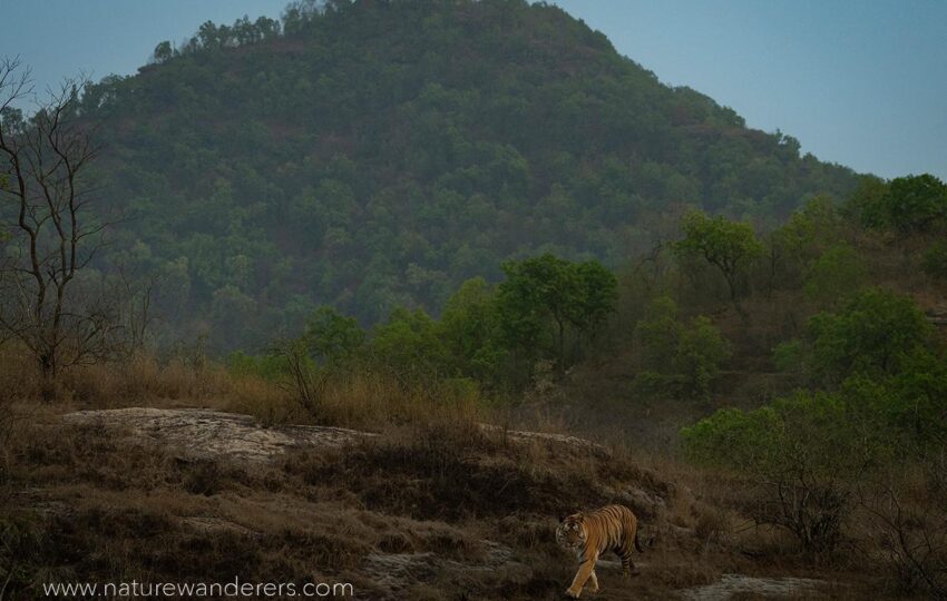 Bandhavgarh-G03