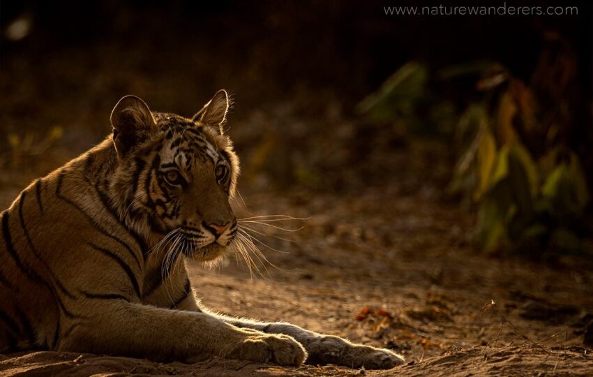 Bandhavgarh-G04