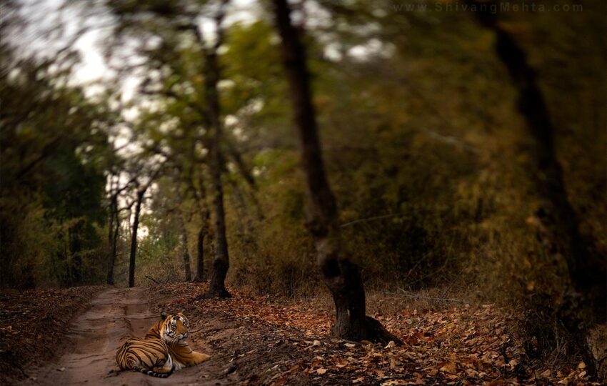 Bandhavgarh-G05