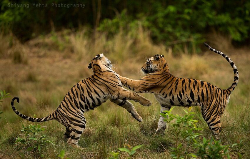 Bandhavgarh-G06