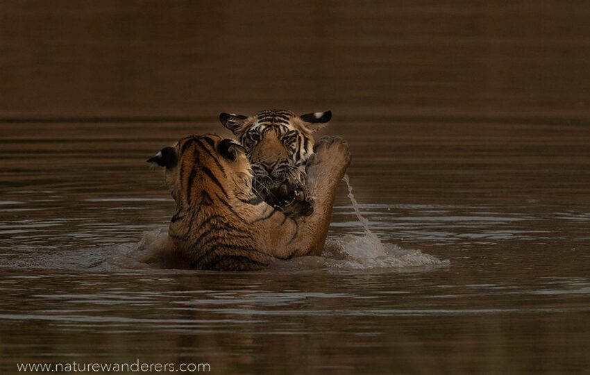 Bandhavgarh-G07