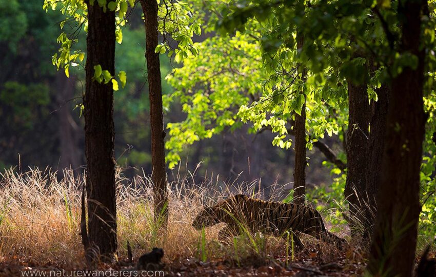 Bandhavgarh-G08