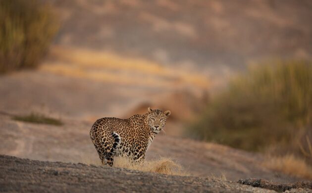 Big Five India G01