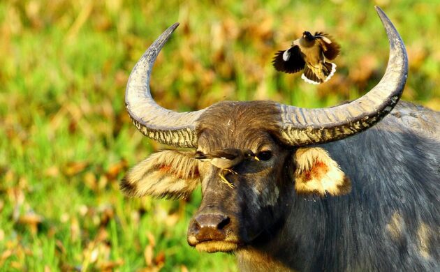 Big Five India G02