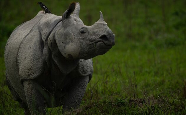 Big Five India G04