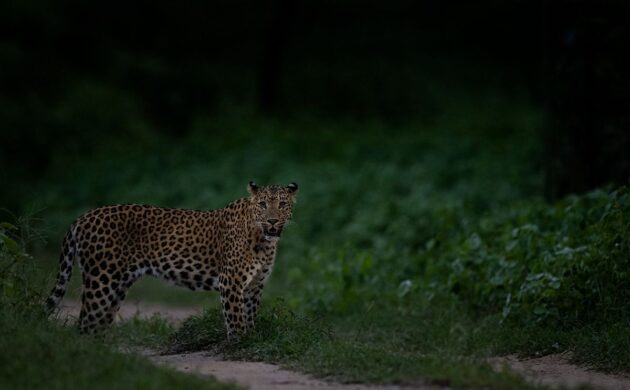 Big Five India G06